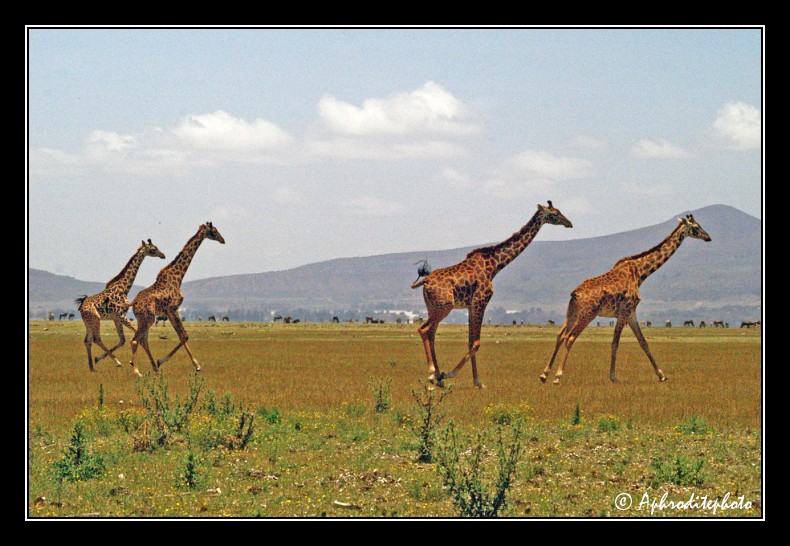 03 Safari Kenya